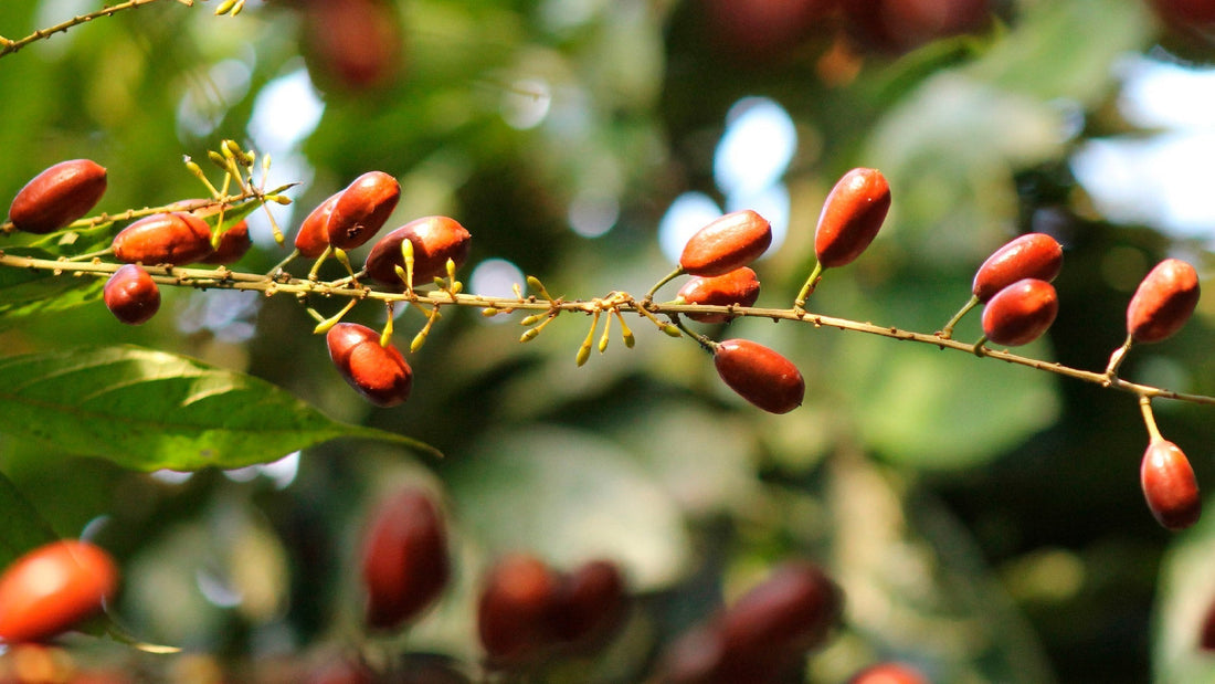 Berberina: propiedades, beneficios y para qué sirve este ingrediente natural