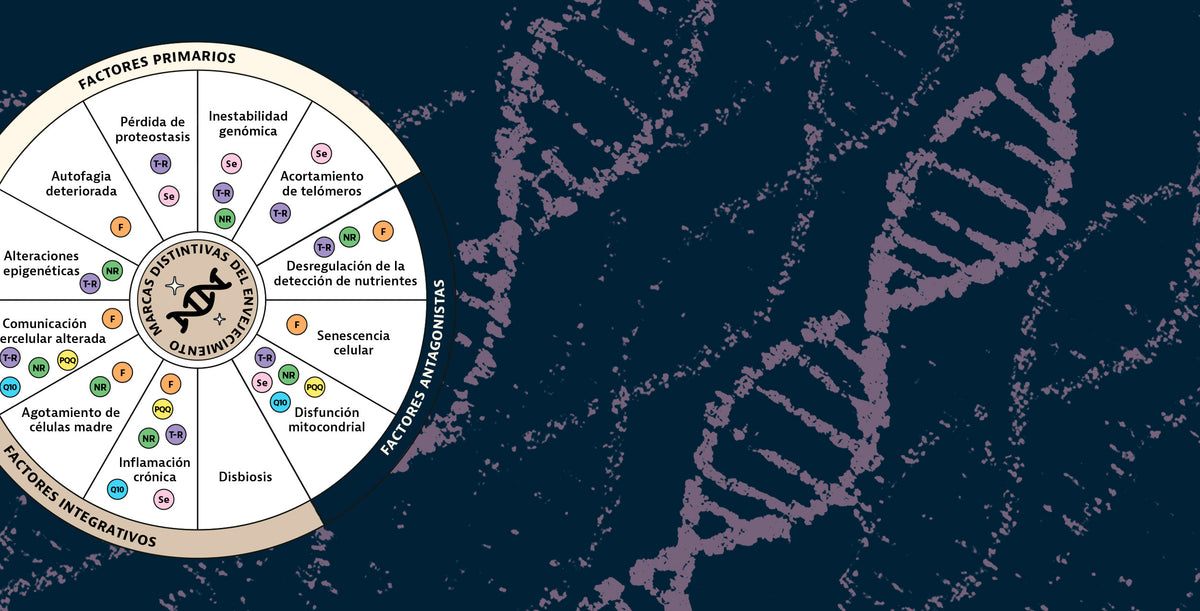 Plameca